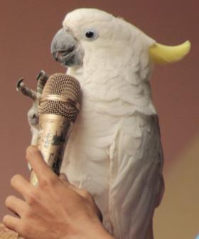 An Album Featuring Australian Birdsongs Is Beating Mariah Carey And Michael Bublé In The Charts