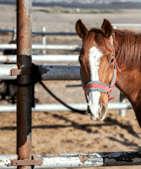 An Aussie Township Installed 'Horse Parking Spaces' & It's Just Like An Old Western!