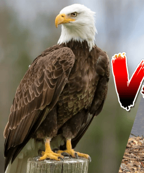 Super-Mum Saves Pet Goose From Eagle... While Breastfeeding