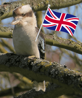 A Kookaburra Has Been Spotted Living In The English Countryside!